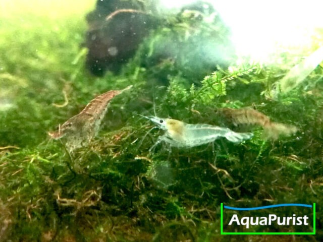 Mix Garnele (Neocaridina) - bunte Farbmischung (6) Verschiedenfarbige Neocaridina-Garnelen auf Moos im Aquarium