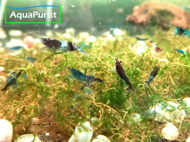 Mix Garnele (Neocaridina) - bunte Farbmischung (7) Verschiedenfarbige Neocaridina-Garnelen auf Moos im Aquarium