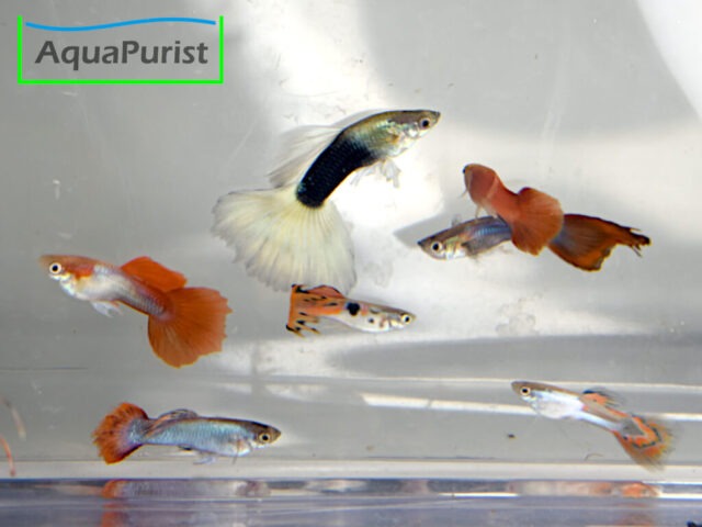 Mix Guppy (Poecilia reticulata x wingei)