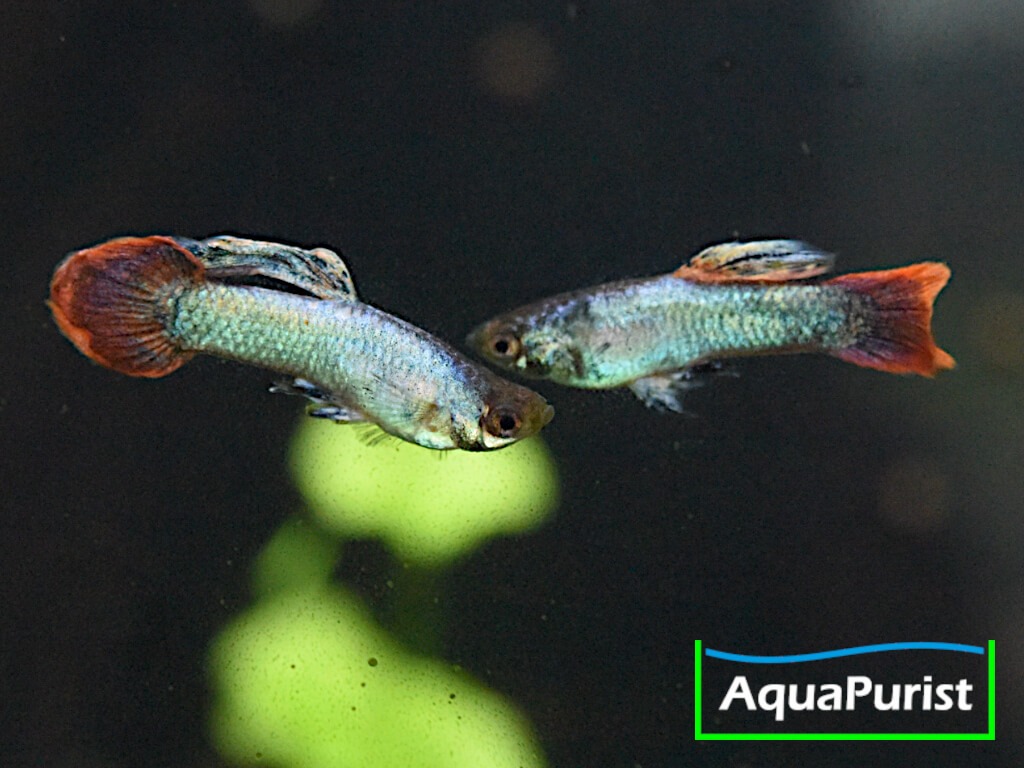 Zwei bunt gefärbte Guppys im Aquarium
