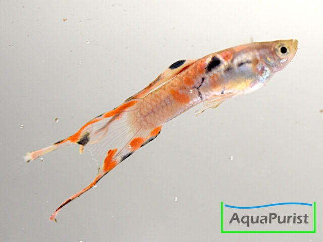 Guppy mit gegabelter Schwanzflosse