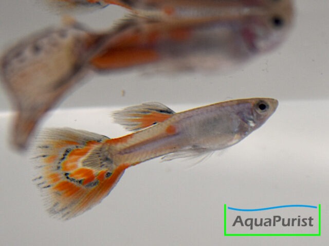 Guppys mit orange gefärbten Flossen im Aquarium