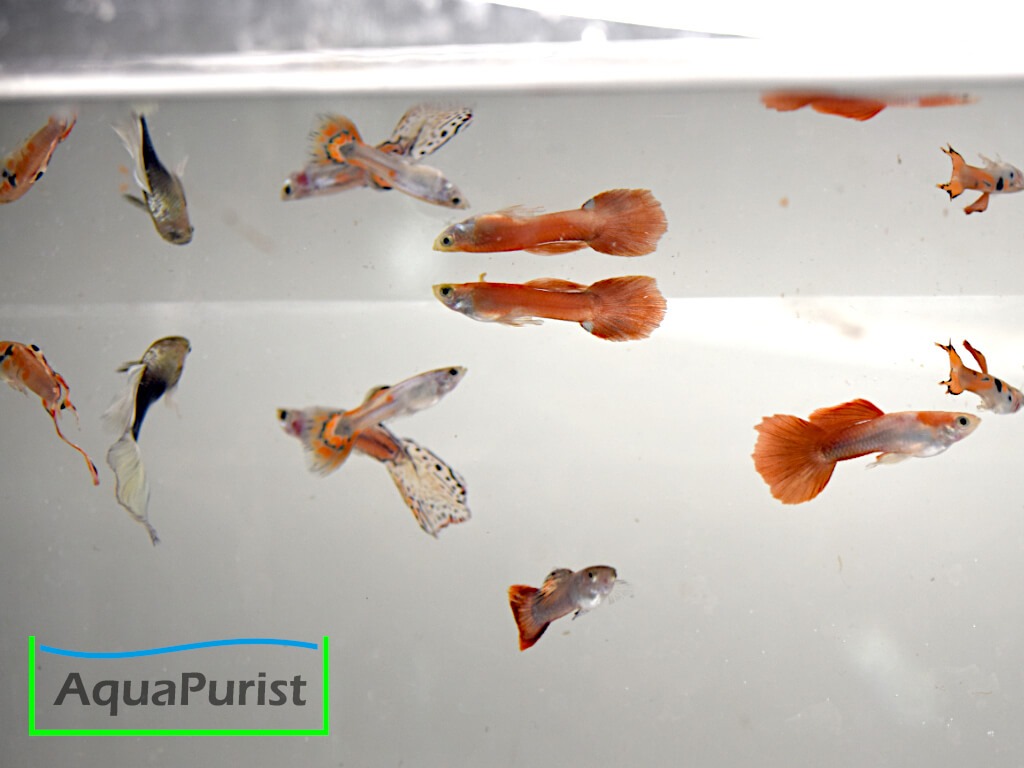 Gruppe verschiedenfarbiger Guppys