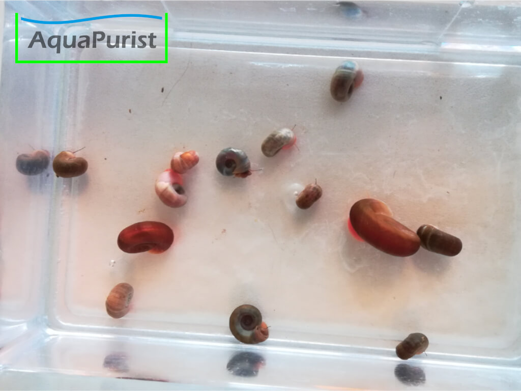 Mix Posthornschnecke (Planorbella duryi)