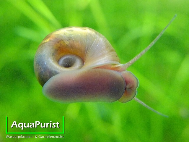 Posthornschnecke mit gemustertem Gehäuse im Aquarium