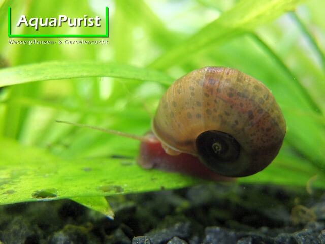 Posthornschnecke mit gemustertem Gehäuse im Aquarium
