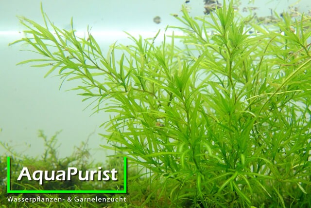 Nixkraut (Najas guadalupensis) Nixkraut (Najas guadalupensis)