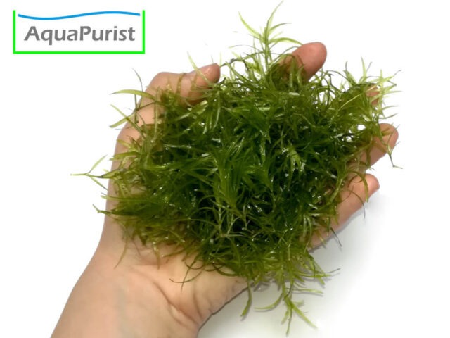 Nixkraut (Najas guadalupensis) Nixkraut (Najas guadalupensis)
