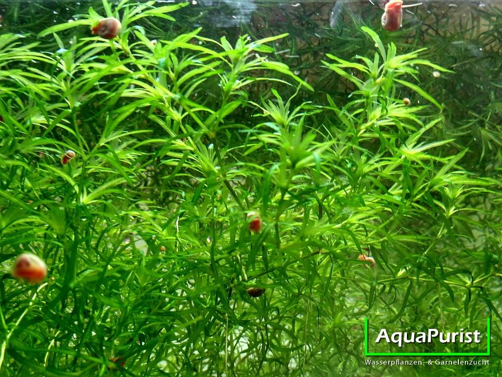 Nixkraut (Najas guadalupensis) Nixkraut (Najas guadalupensis)