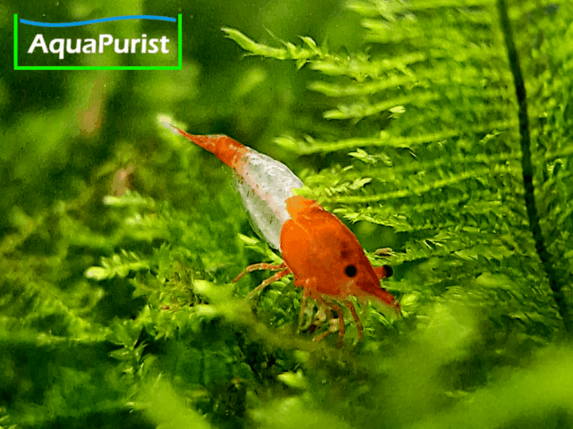 Orange Rili Garnele (Neocaridina davidi)