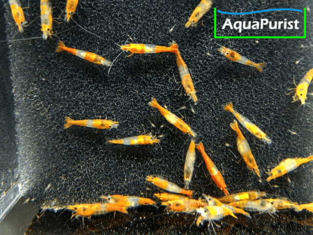 Orange Rili Garnele (Neocaridina davidi)