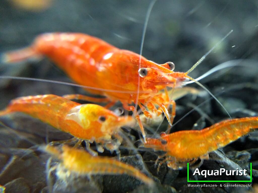 Orange Sakura Garnele (Neocaridina davidi var. orange)