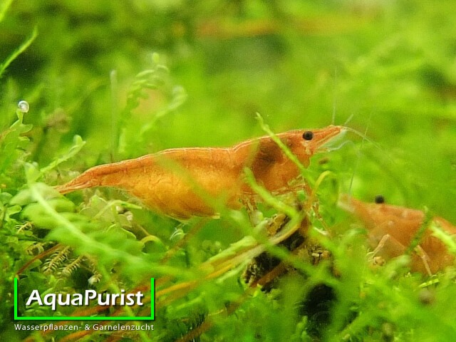 Orange Sakura-Garnelen auf Wasserpflanzen