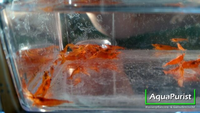 Orange Sakura-Garnelen in einem transparenten Behälter