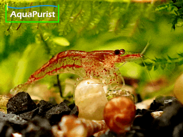 Red Fire Chery Garnele (Neocaridina davidi) Red Fire Chery Garnele (Neocaridina davidi)