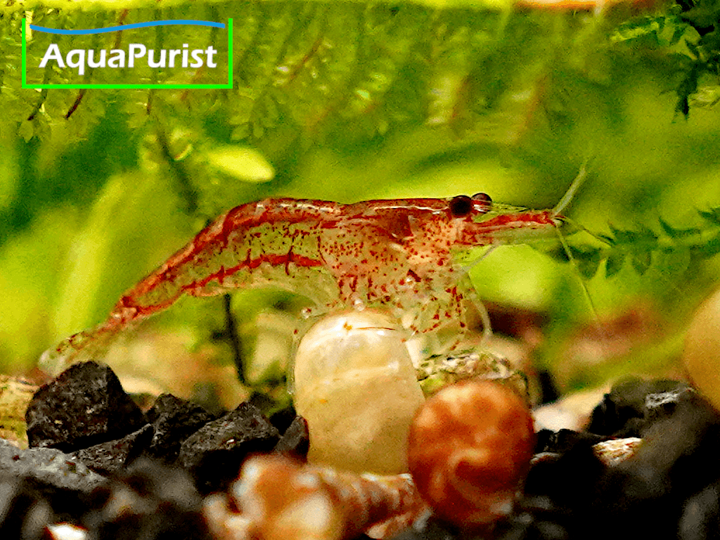 Red Fire Chery Garnele (Neocaridina davidi) Red Fire Chery Garnele (Neocaridina davidi)
