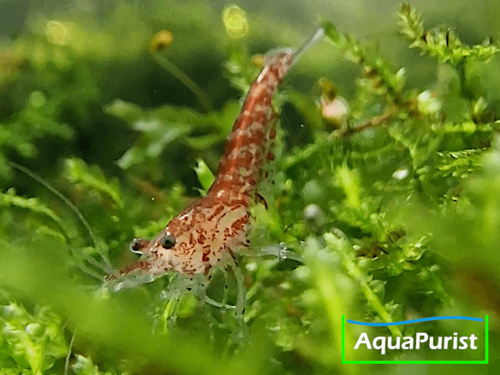 Red Fire Chery Garnele (Neocaridina davidi) Red Fire Chery Garnele (Neocaridina davidi)