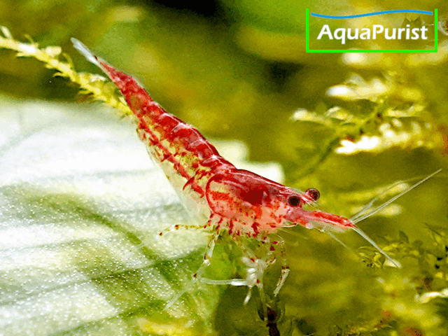 Red Fire Chery Garnele (Neocaridina davidi) Red Fire Chery Garnele (Neocaridina davidi)