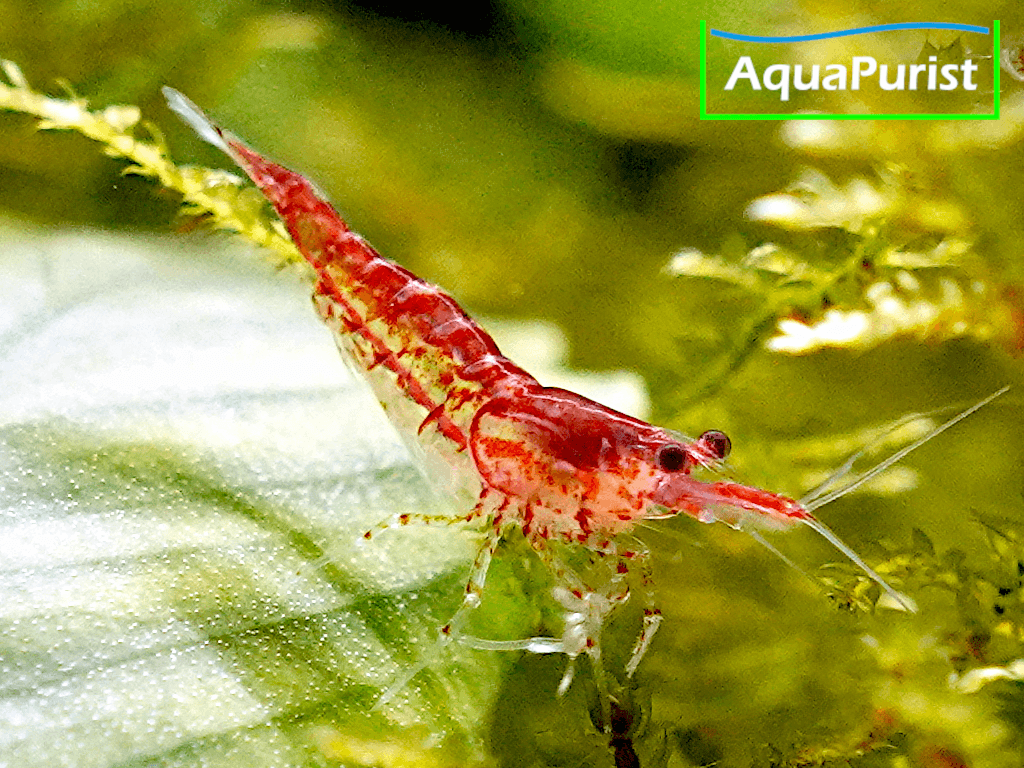 Red Fire Chery Garnele (Neocaridina davidi) Red Fire Chery Garnele (Neocaridina davidi)