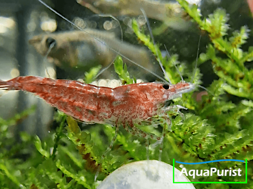 Red Fire Chery Garnele (Neocaridina davidi) Red Fire Chery Garnele (Neocaridina davidi)
