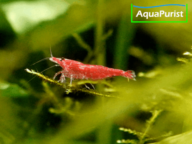 Red Fire Chery Garnele (Neocaridina davidi) Red Fire Chery Garnele (Neocaridina davidi)