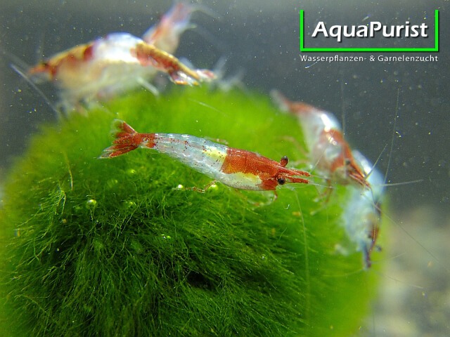 Mehrere Red-Rili-Garnelen im Aquarium