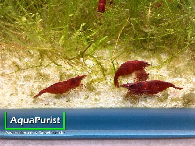 Gruppe roter Sakura-Garnelen am Aquarienboden
