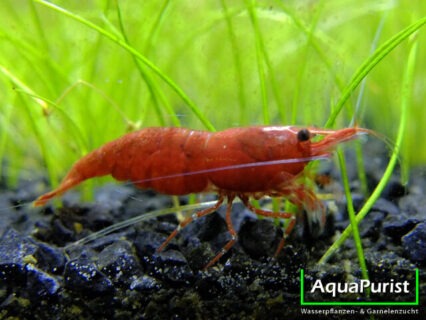 Red Sakura Garnele painted (Neocaridina davidi)