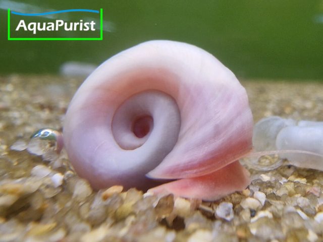 Rosa Posthornschnecke, Planorbella duryi Rosa Posthornschnecke, Planorbella duryi