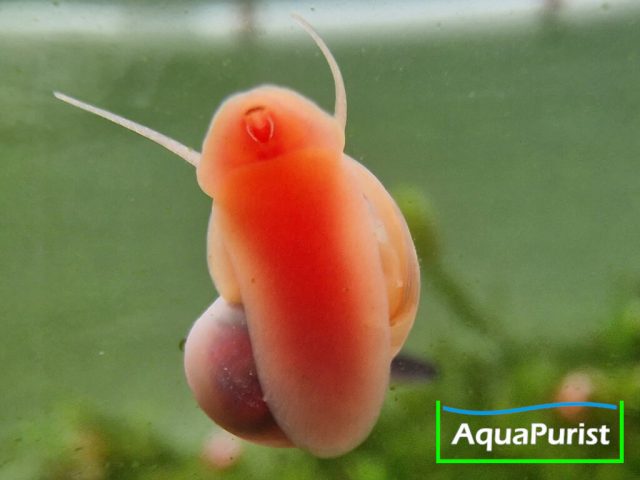 Rosa Posthornschnecke, Planorbella duryi Rosa Posthornschnecke, Planorbella duryi