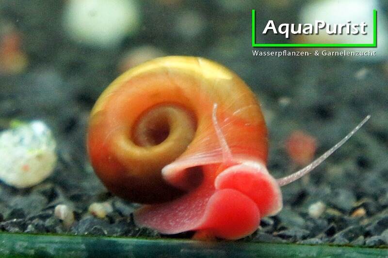 Rote Posthornschnecke (Planorbella duryi) Rote Posthornschnecke (Planorbella duryi)