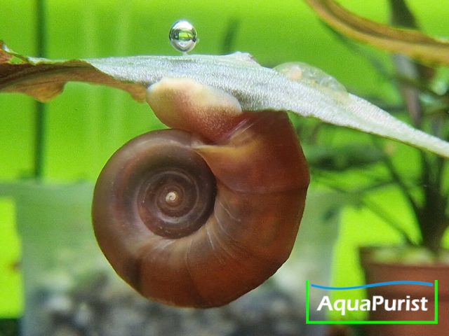 Rote Posthornschnecke Planorbella duryi Rote Posthornschnecke Planorbella duryi