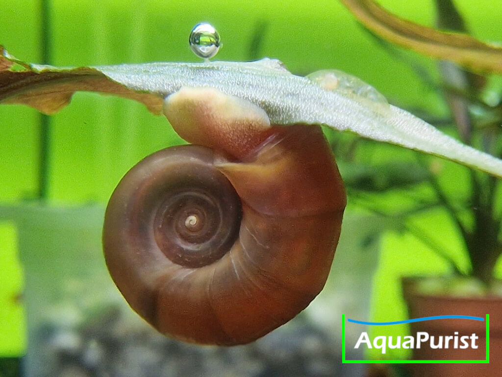 Rote Posthornschnecke Planorbella duryi Rote Posthornschnecke Planorbella duryi
