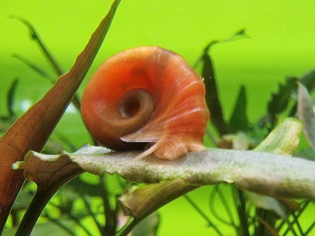 Rote Posthornschnecke Planorbella duryi Rote Posthornschnecke Planorbella duryi