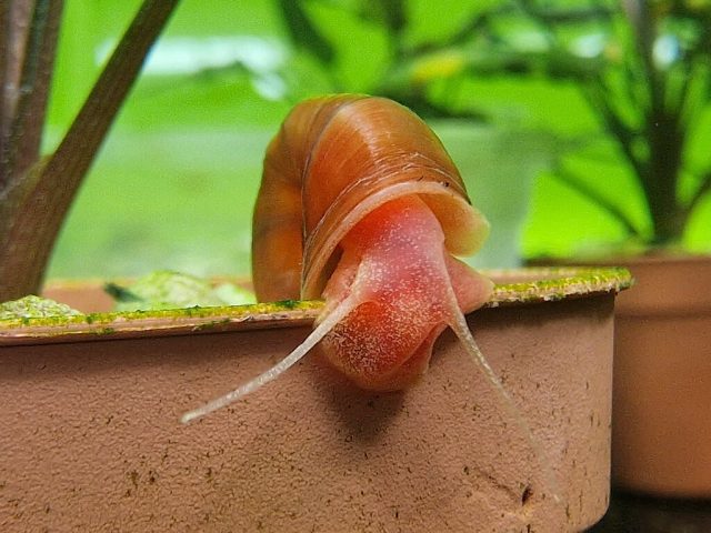 Rote Posthornschnecke Planorbella duryi Rote Posthornschnecke Planorbella duryi