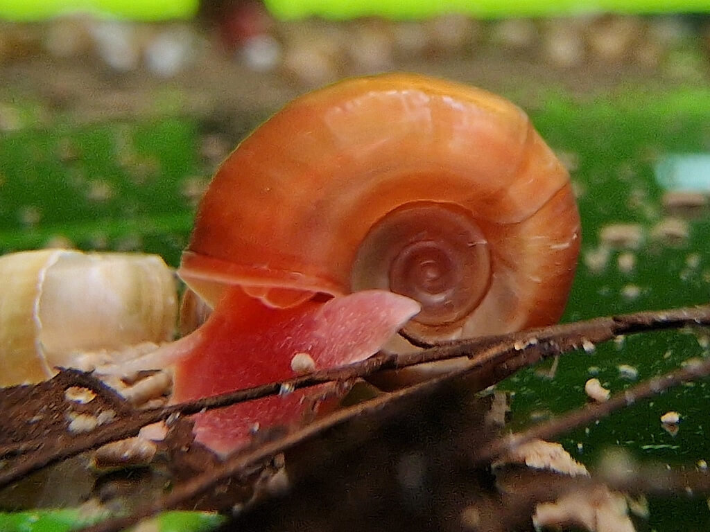 Rote Posthornschnecke Planorbella duryi Rote Posthornschnecke Planorbella duryi