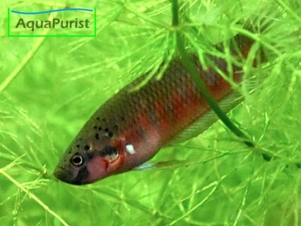 Roter Kampffisch Betta rubra – Aceh Barat südl.