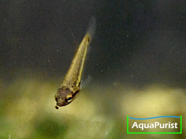 Betta rubra von vorn schräg nach unten gesehen