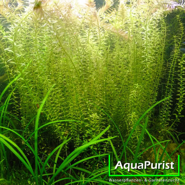 Rundblättrige Rotala als dichter Pflanzenbestand im Aquarium