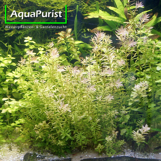 Rundblättrige Rotala als dichter Pflanzenbestand im Aquarium