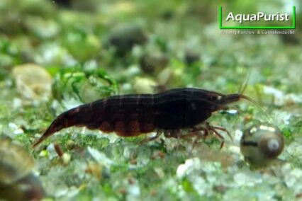 Schoko Sakura Garnele (Neocaridina davidi var. schoko)
