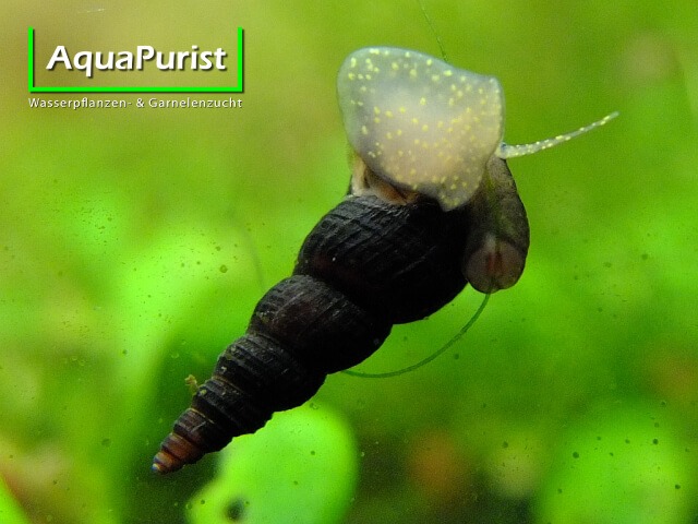 Schwarze Turmdeckelschnecke (Melanoides maculata) (1) Schwarze Turmdeckelschnecke (Melanoides maculata)