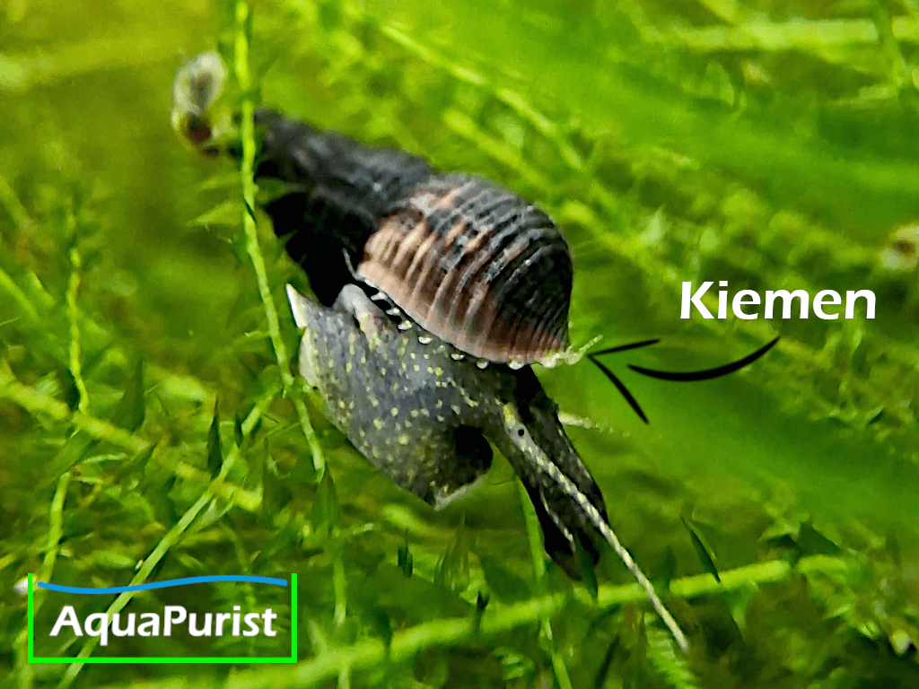 Schwarze Turmdeckelschnecke (Melanoides maculata) Schwarze Turmdeckelschnecke (Melanoides maculata)