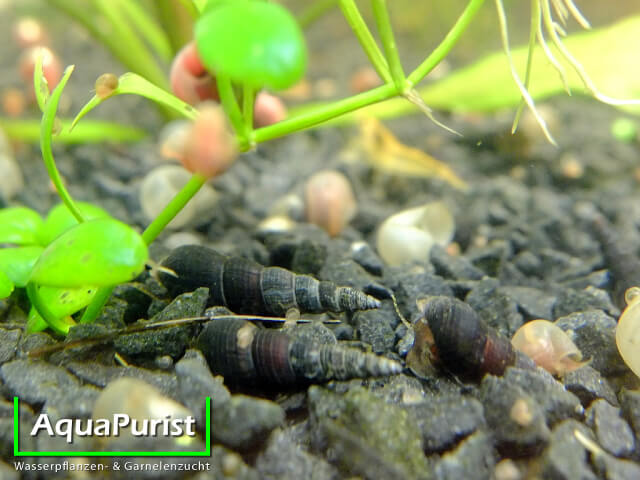 Schwarze Turmdeckelschnecke (Melanoides maculata) (2) Schwarze Turmdeckelschnecken auf dem Aquarienboden