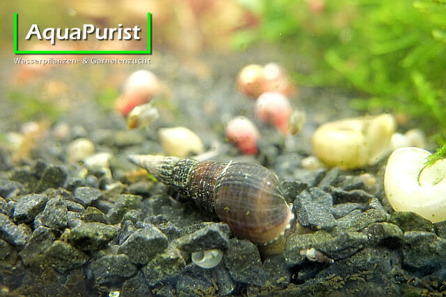Schwarze Turmdeckelschnecke (Melanoides maculata) (3) Schwarze Turmdeckelschnecken auf dem Aquarienboden