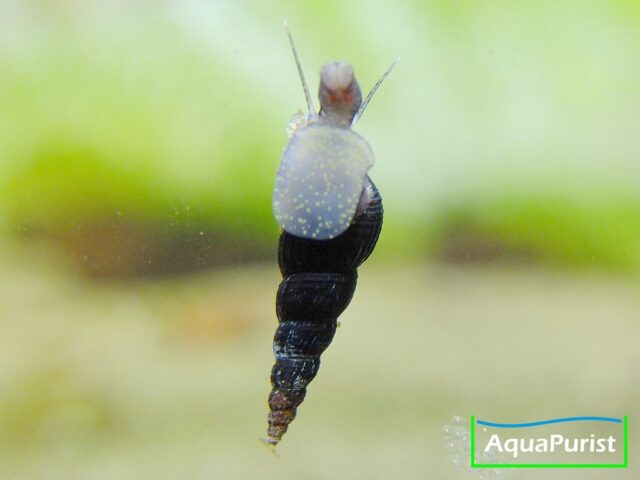 Schwarze Turmdeckelschnecke (Melanoides maculata) (4) Schwarze Turmdeckelschnecke an der Aquarienscheibe