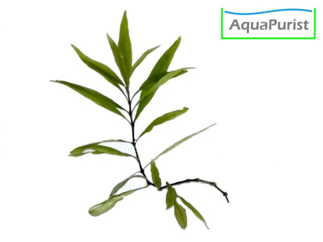 Siamesischer Wasserfreund (Hygrophila corymbosa)
