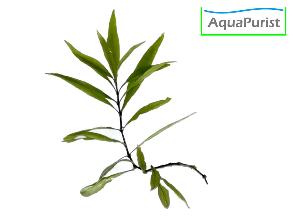 Siamesischer Wasserfreund (Hygrophila corymbosa)