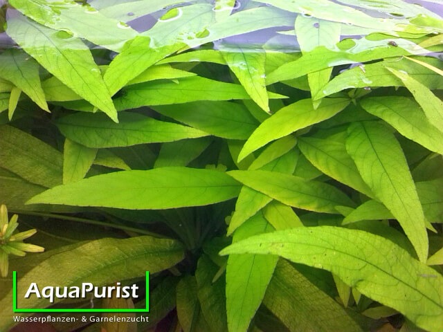 Siamesischer Wasserfreund (Hygrophila corymbosa)