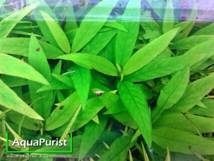 Siamesischer Wasserfreund (Hygrophila corymbosa)